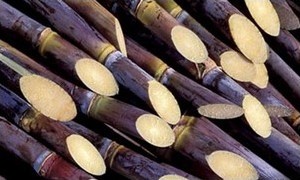 Из сахарного тростника в Бразилии делают не только сахар, но и спирт, который используется дальше для получения алкоголя и биотоплива, а отходы служат для производства электроэнергии